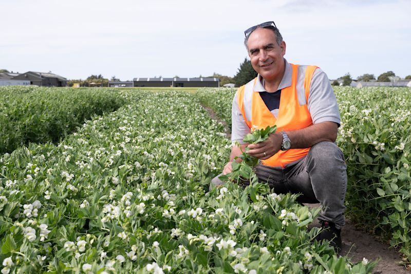 Bioeconomy Science Institute pea breeder Ali Izanloo.