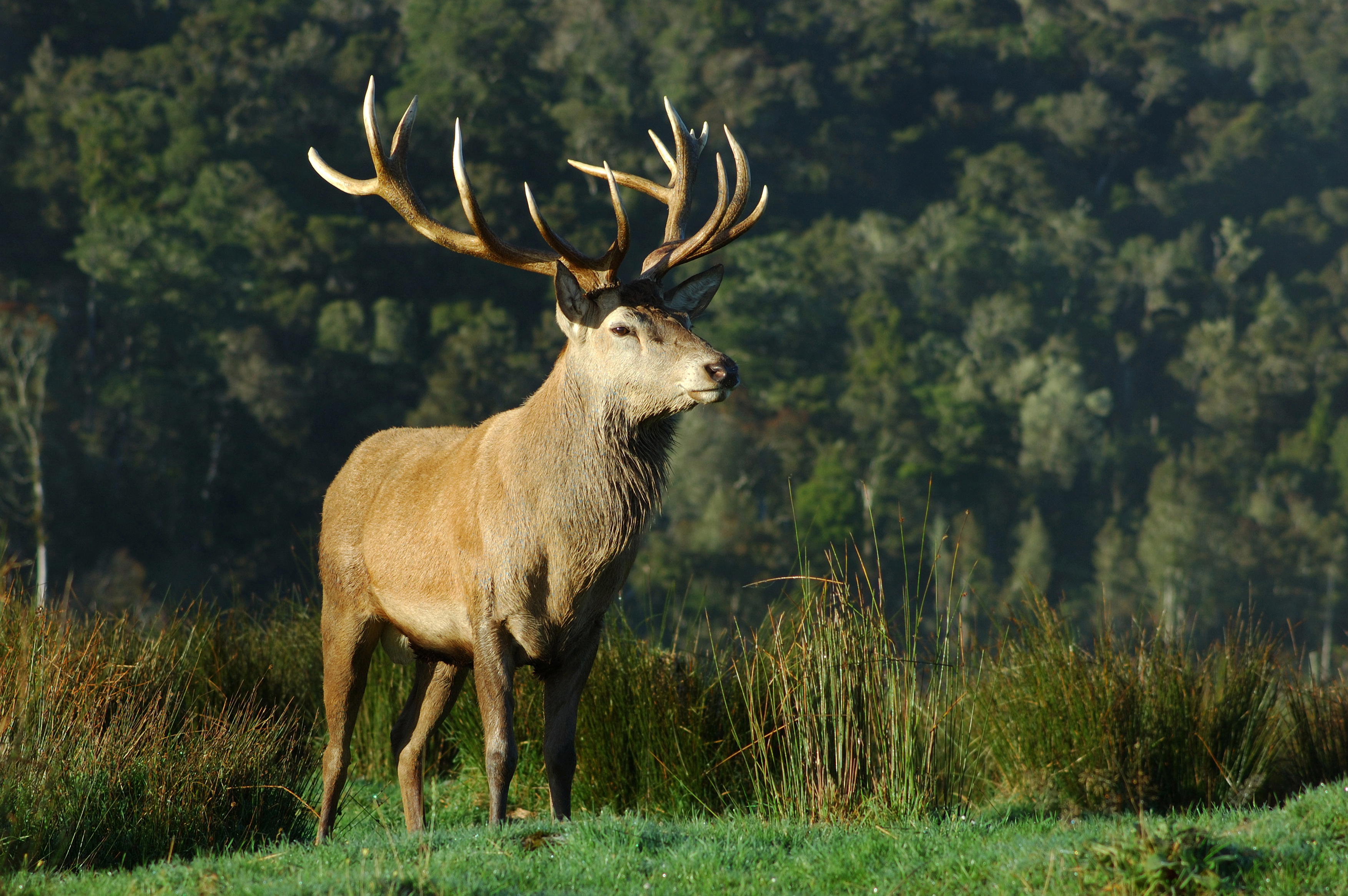 Deer stag