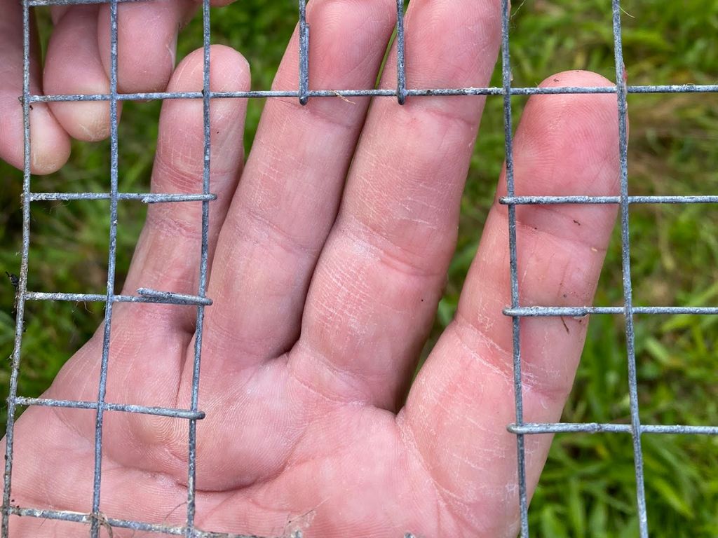Image shows section of trap with wires bent back to make the trap more effective. Image credit: PFNZ