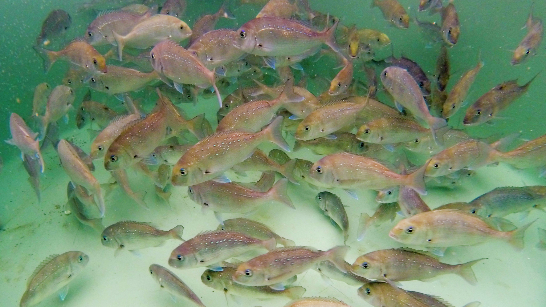 Snapper in an aquaculture tank
