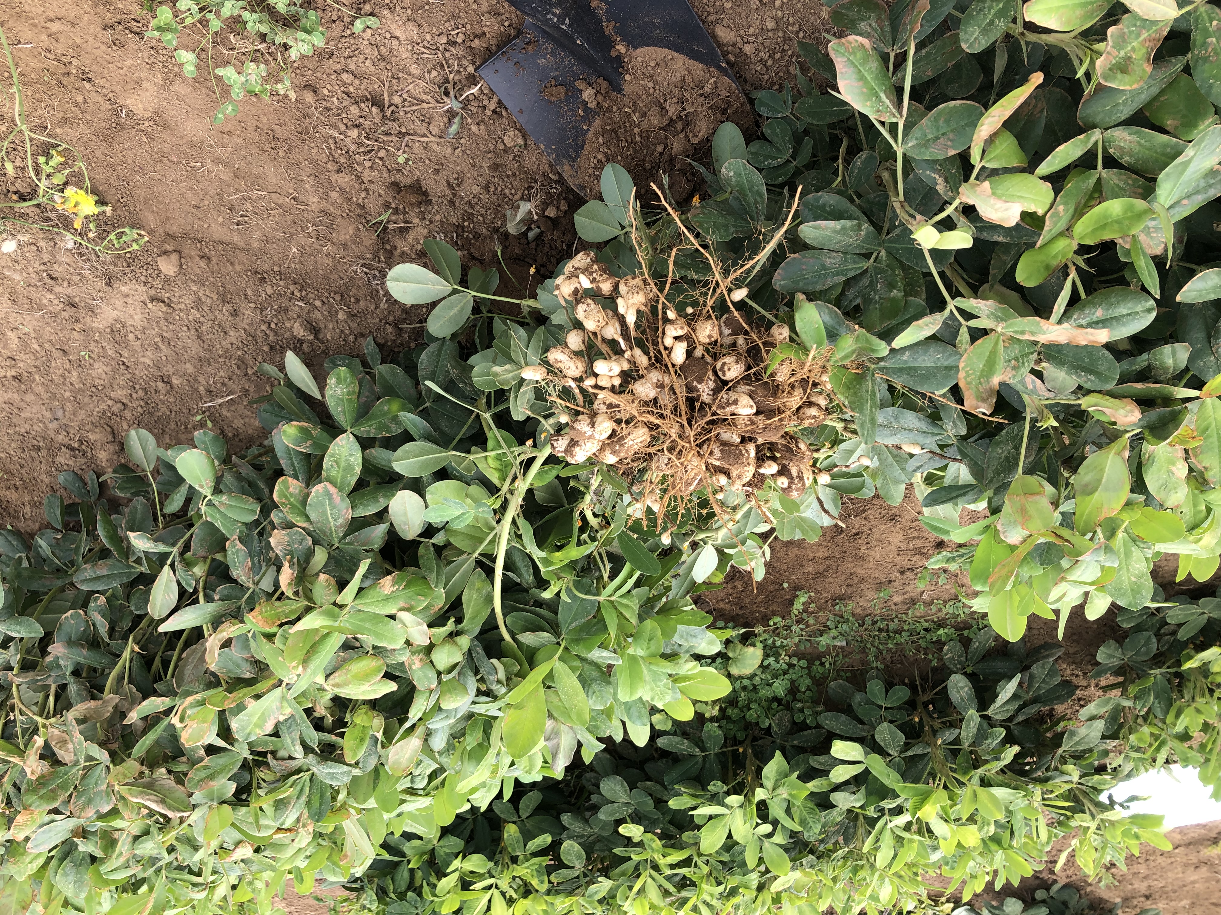 A peanut crop in the ground as part of a growing trial in Northland