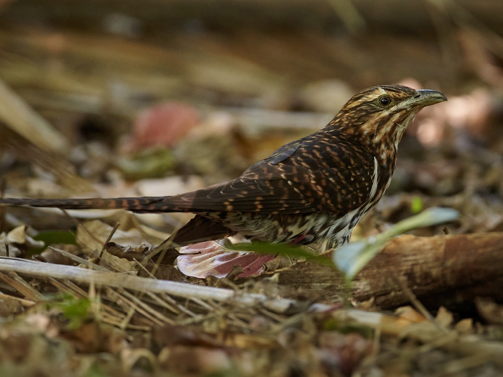 Koekoeā, or long-tailed cuckoo (Eudynamys taitensis)