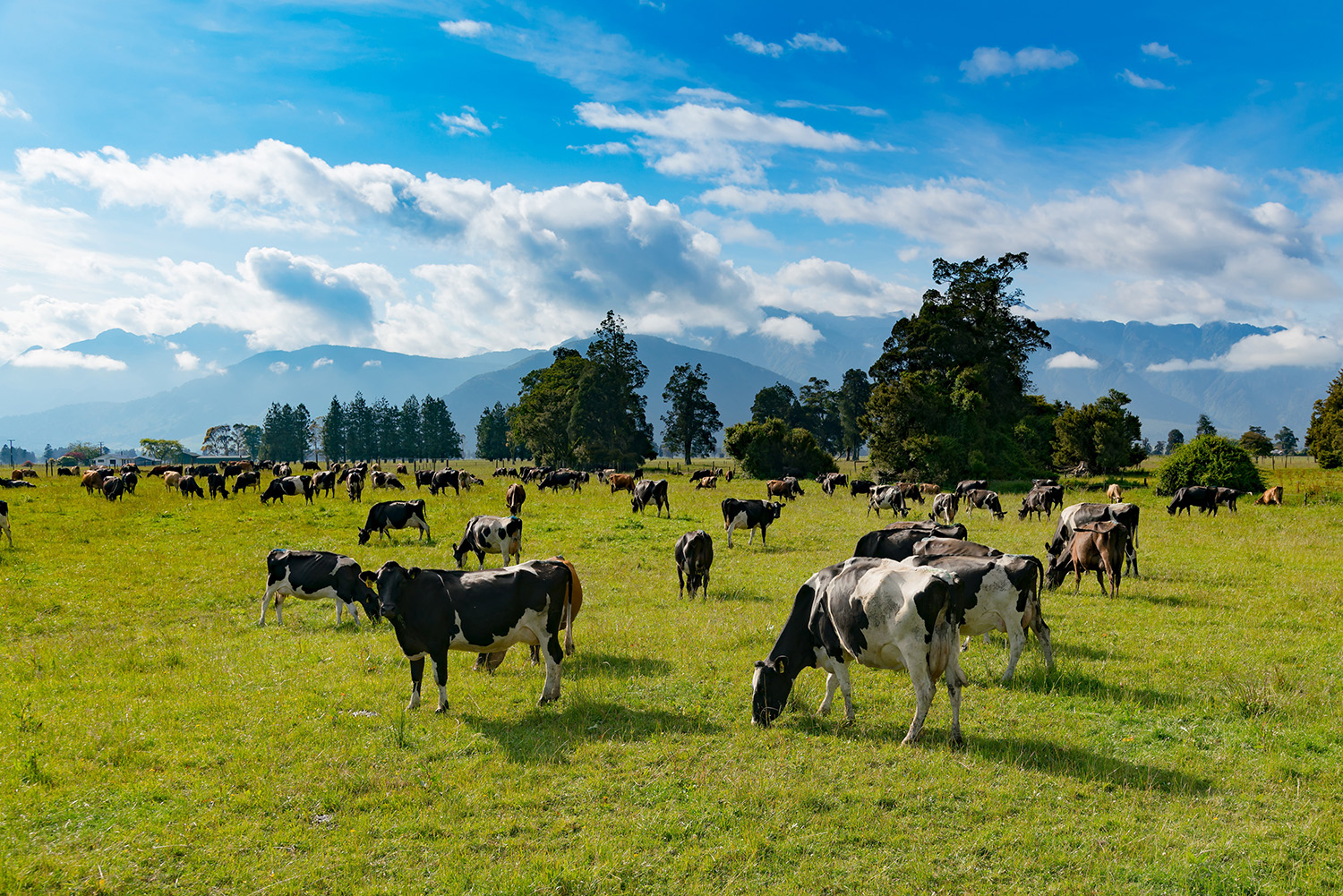 Image illustrating how hot days can impact our livestock, with heat stress causing a drop in milk production in dairy cows