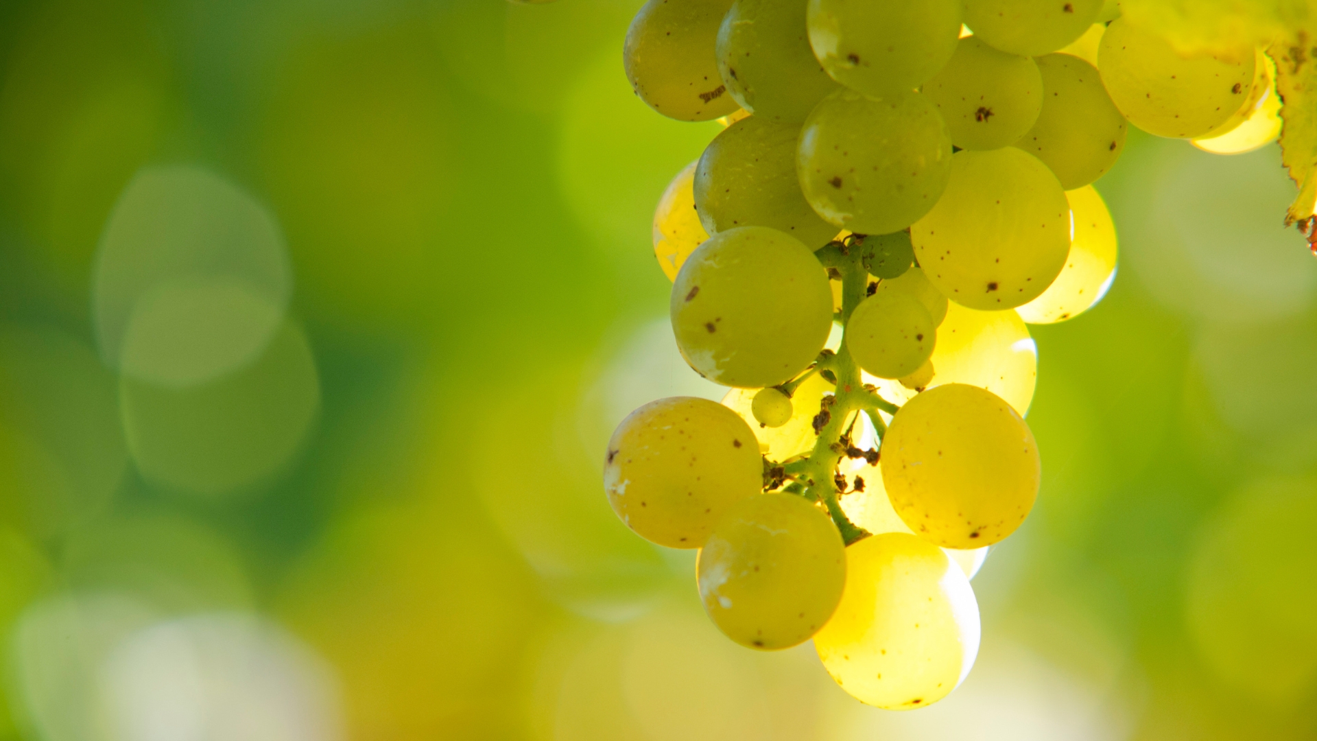 New Zealand's wine sector has grown from an artisinal domestic market to a global success