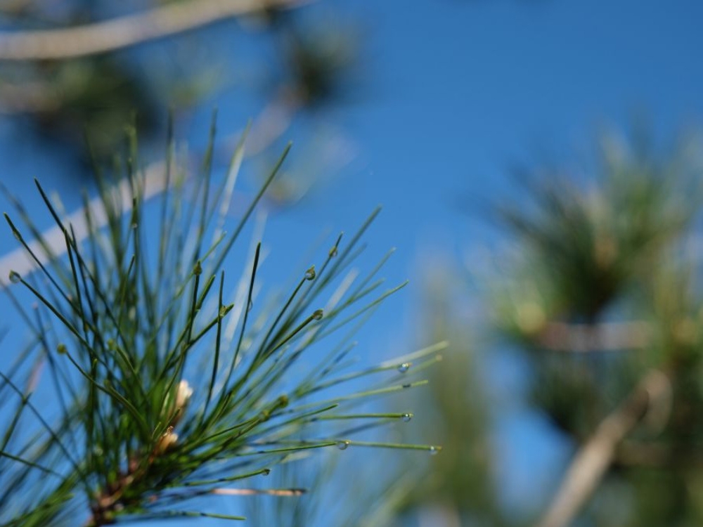 Pinus radiata