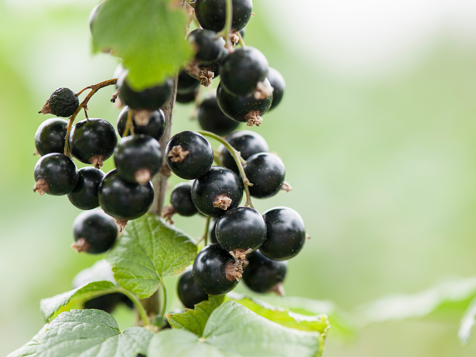 Blackcurrants