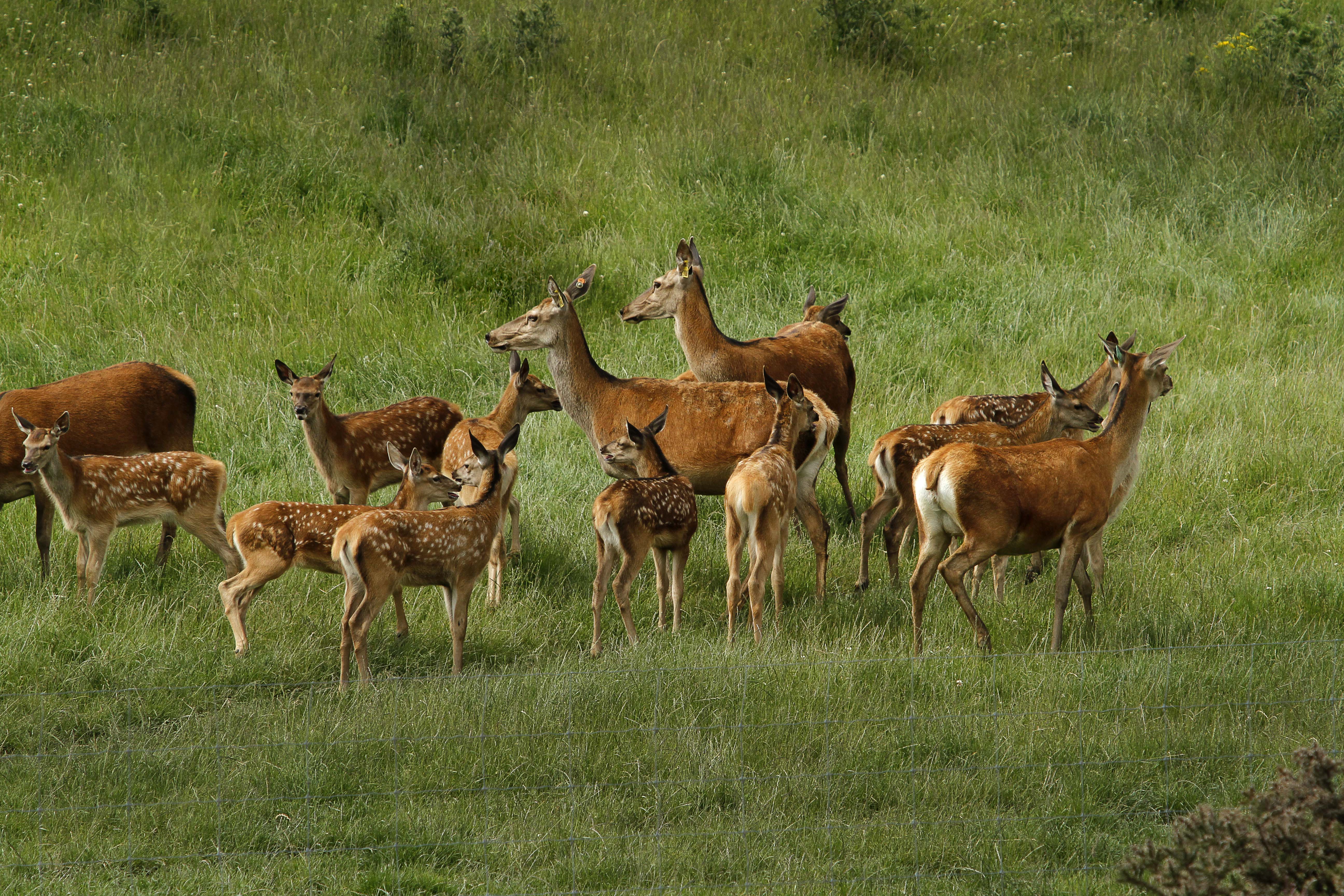 Deer photo