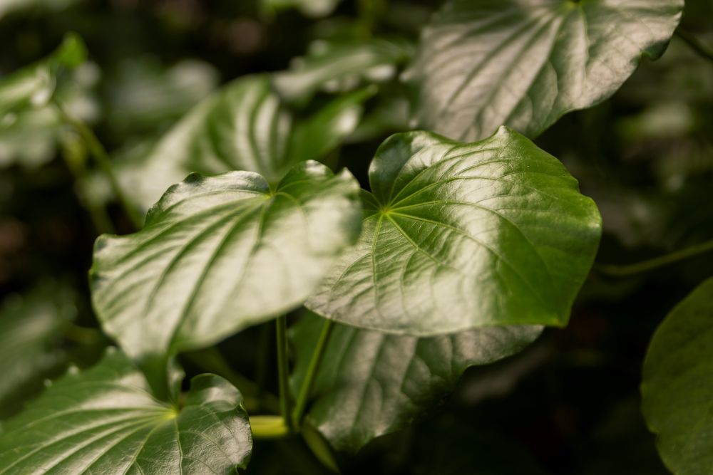 Closeup of two large kawakawa leaves