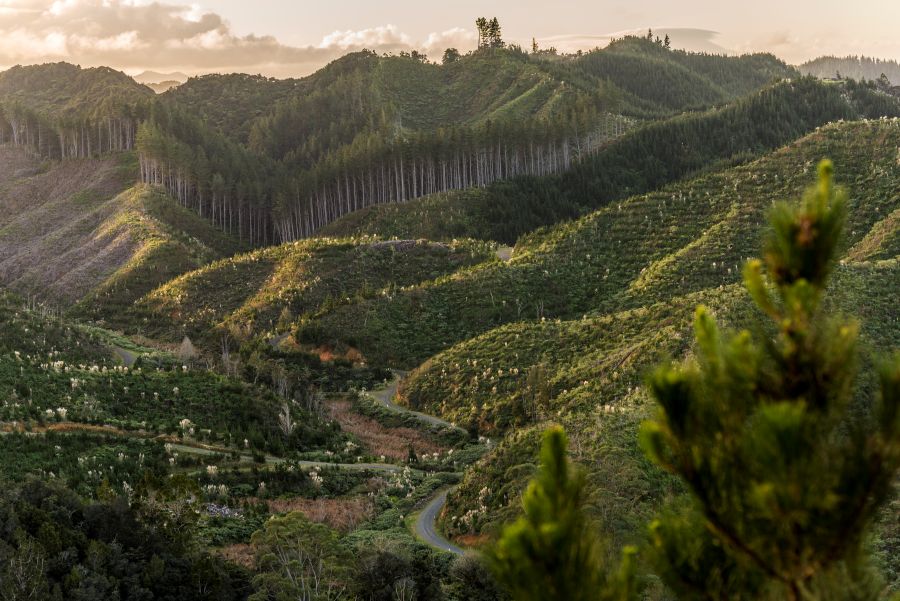 Pine forest in New Zealand, some mature trees in the background and harvested trees in the foreground