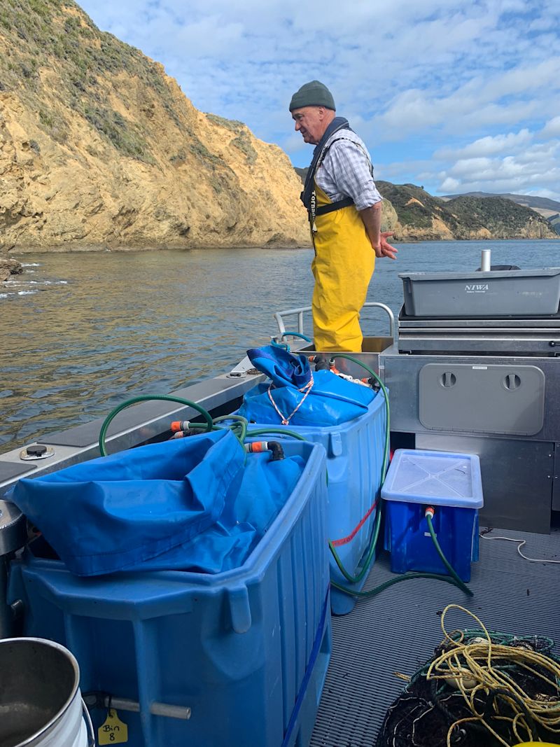 Image shows Kaumatua George Elkington on one of the mararī catching expeditions (with Rangitoto ki te tonga/D’Urville island in the background). These fish were caught with his brother’s nets.