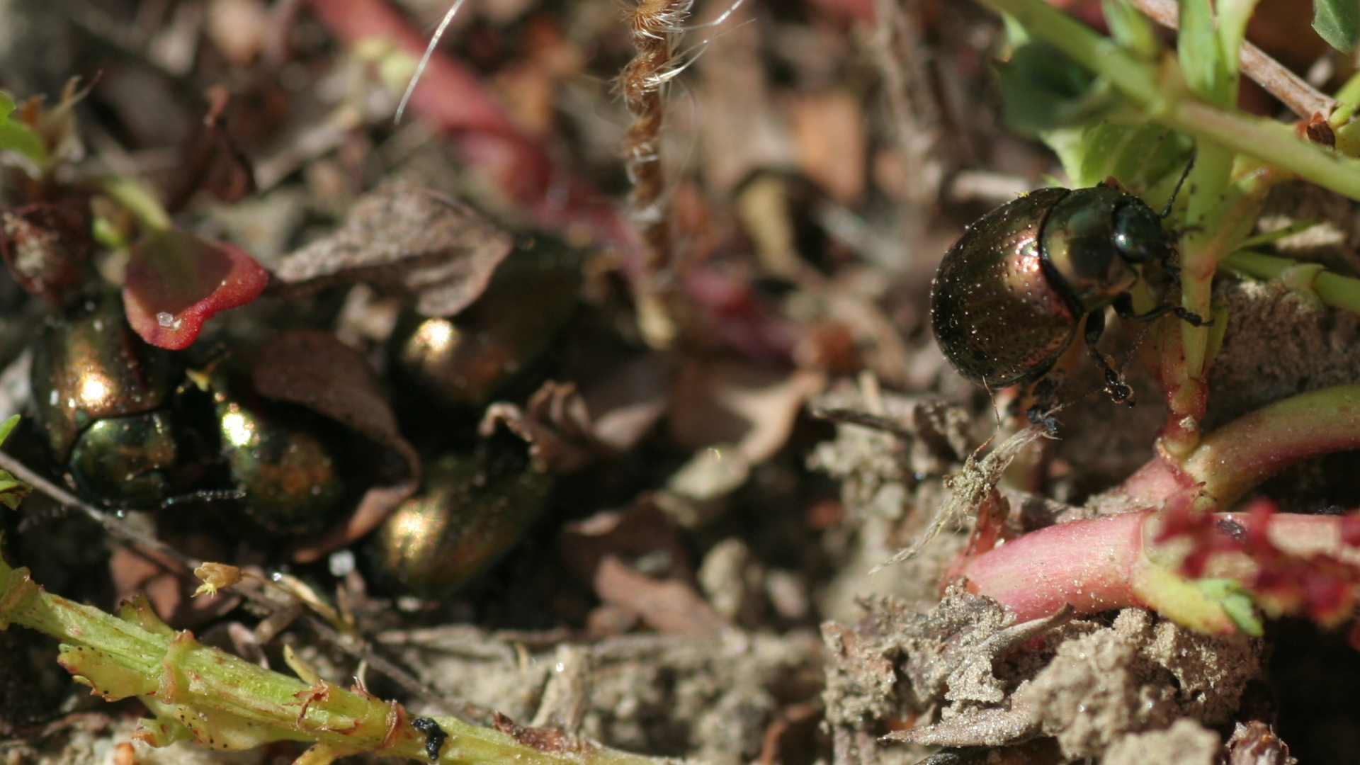 Science has helped find natural biocontrol agents to tackle invasive weeds, such as the St John’s wort beetle, saving millions of dollars in production losses.   