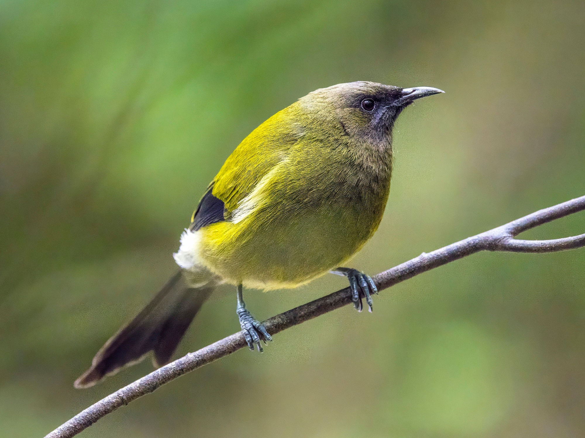 Image of a NZ bellbird | korimako. Image credit: Charles J Sharp CC BY-SA 4.0 via Wikimedia Commons