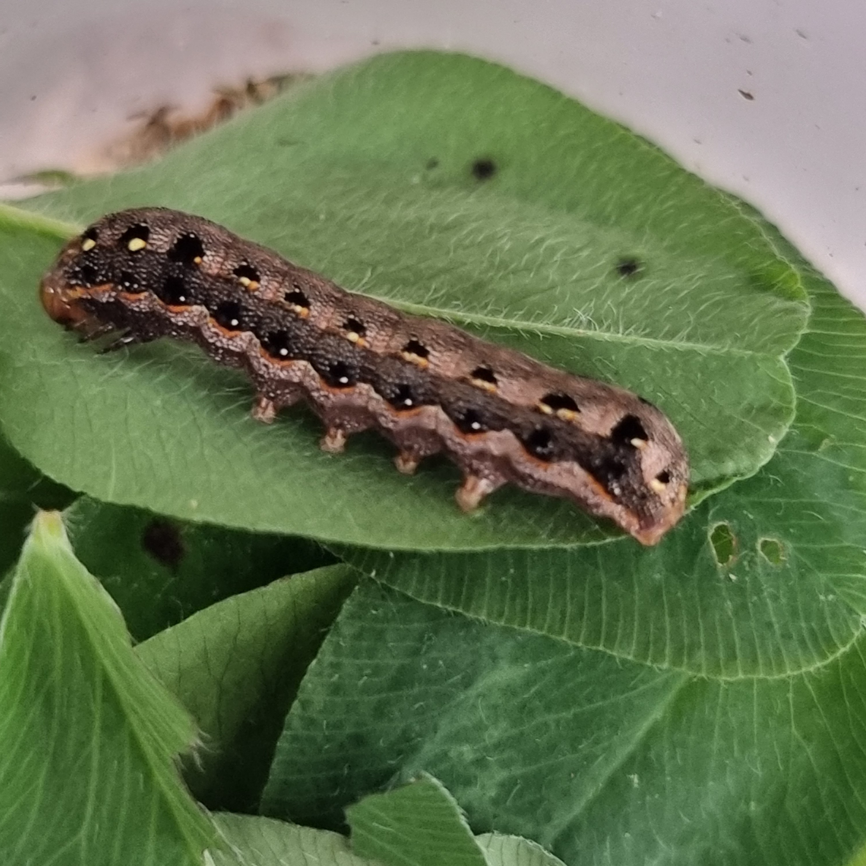 tropical armyworm
