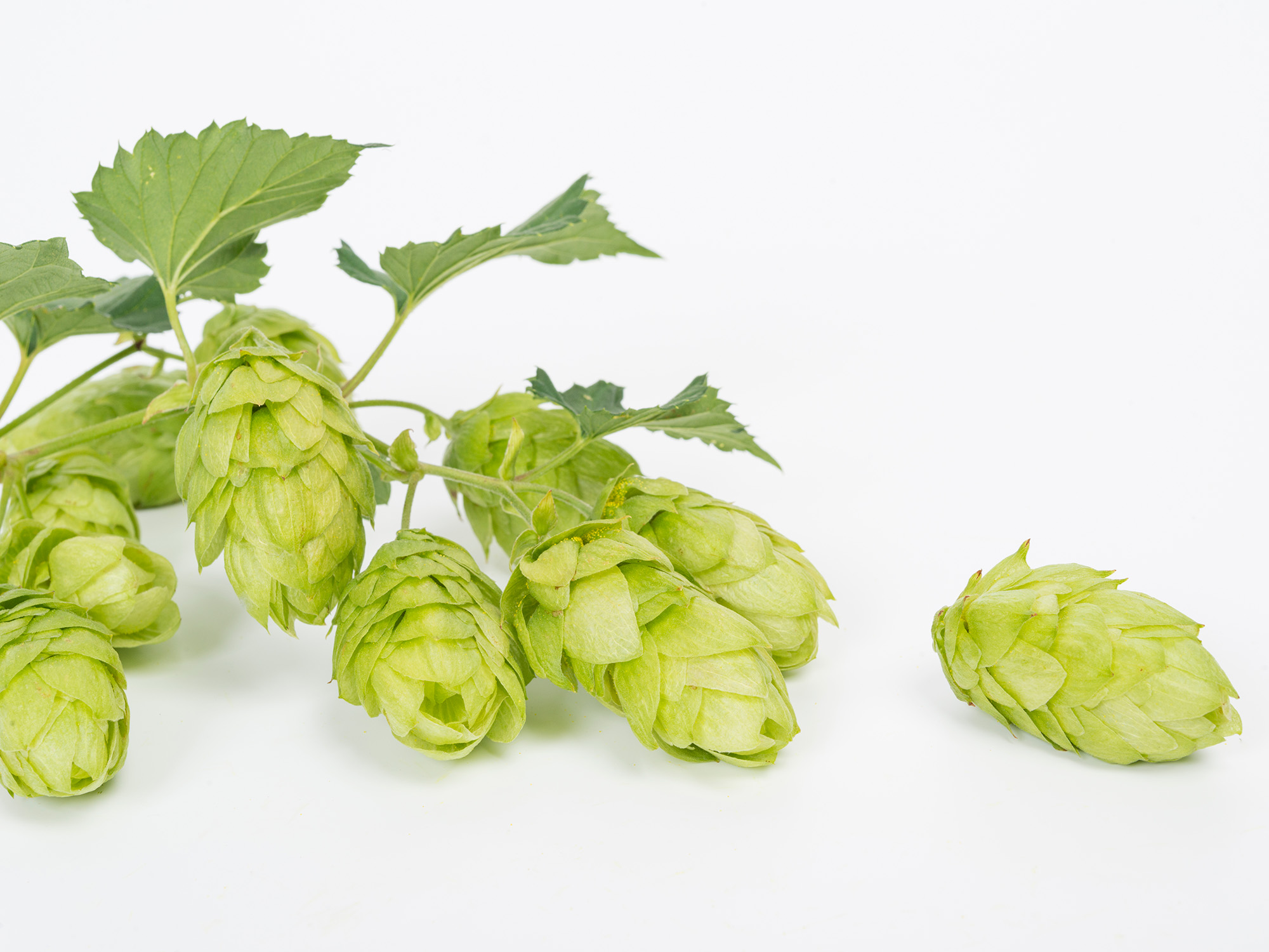 Amarasate™ is the extract of a hop cultivar bred by the Bioeconomy Science Institute