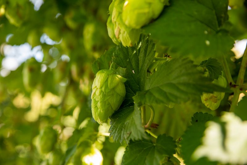 Hop cultivar Nectaron®