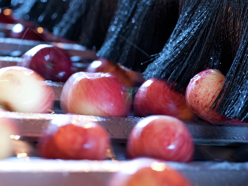 Apples