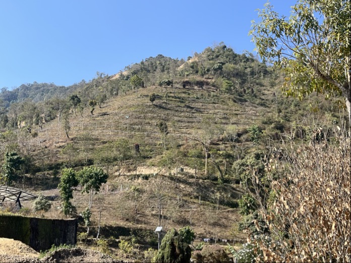 Kiwifruit orchard in India