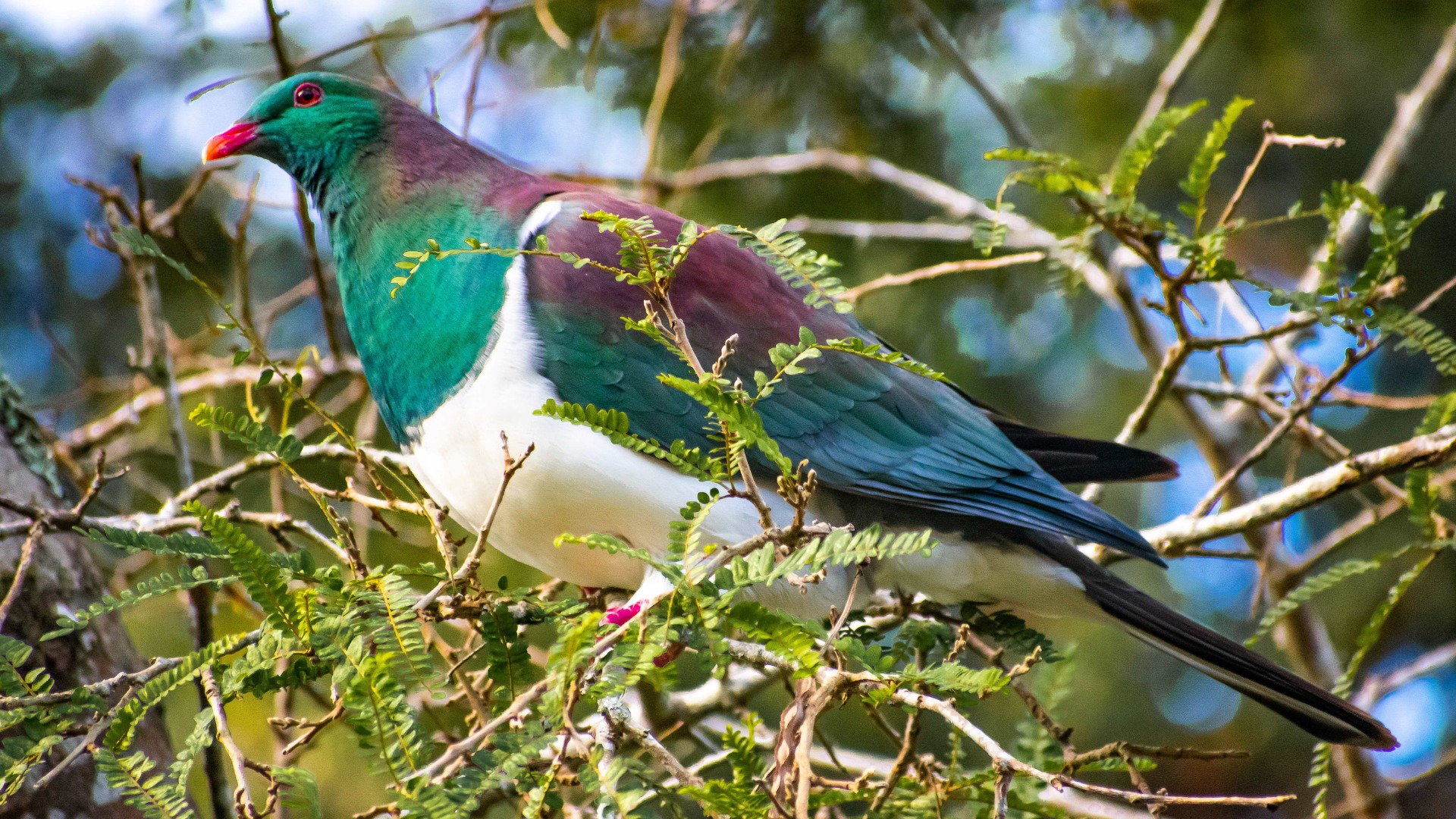 Kererū in kōwhai. Image: Jan Nelson.