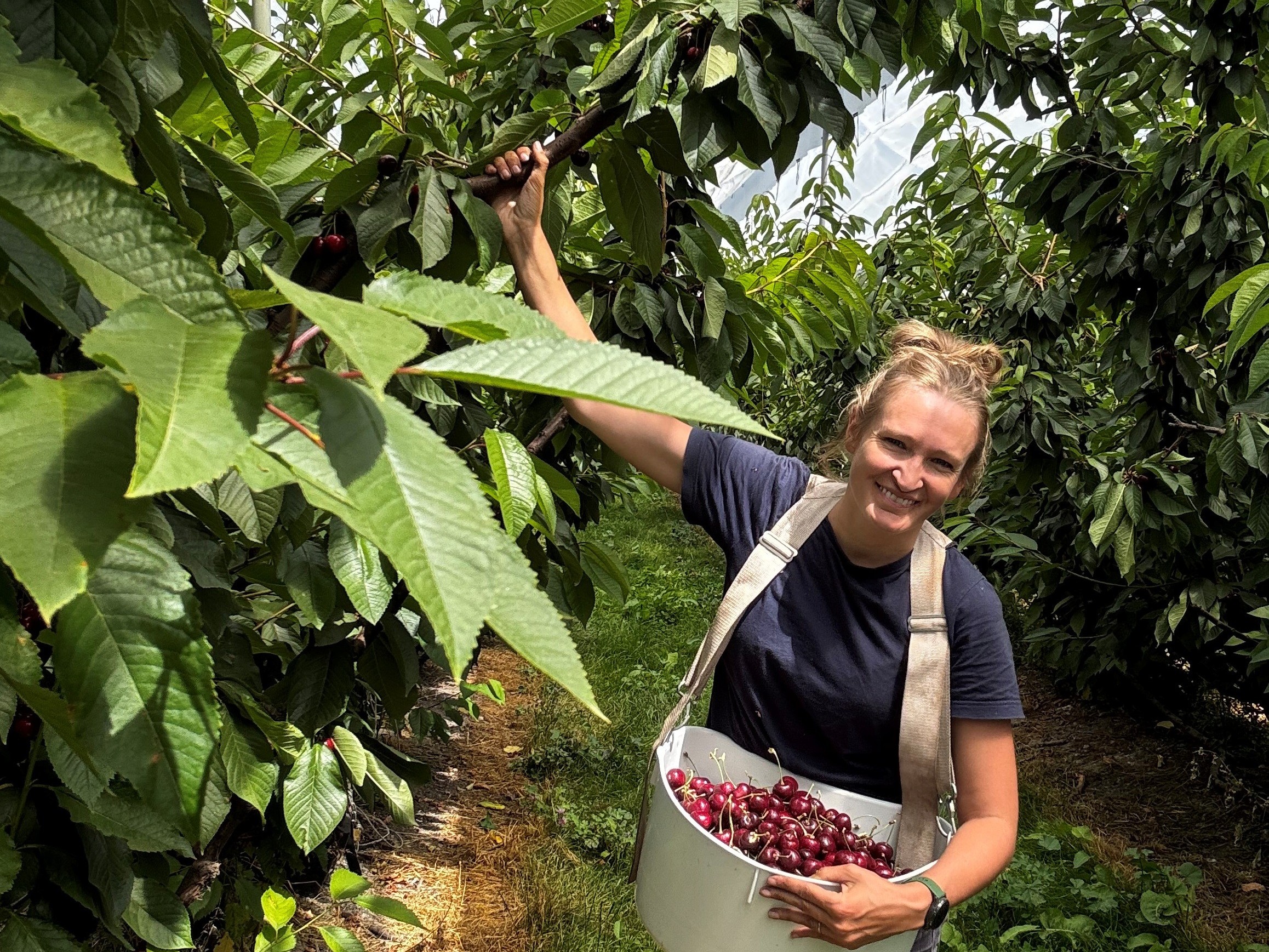 Scientist Claire Scofield in a cherry orchard