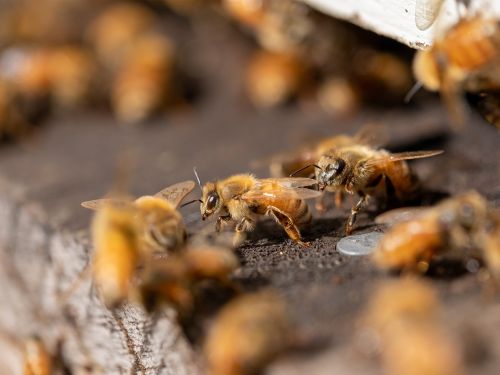 Beehive entrance with bees Image Bradley White