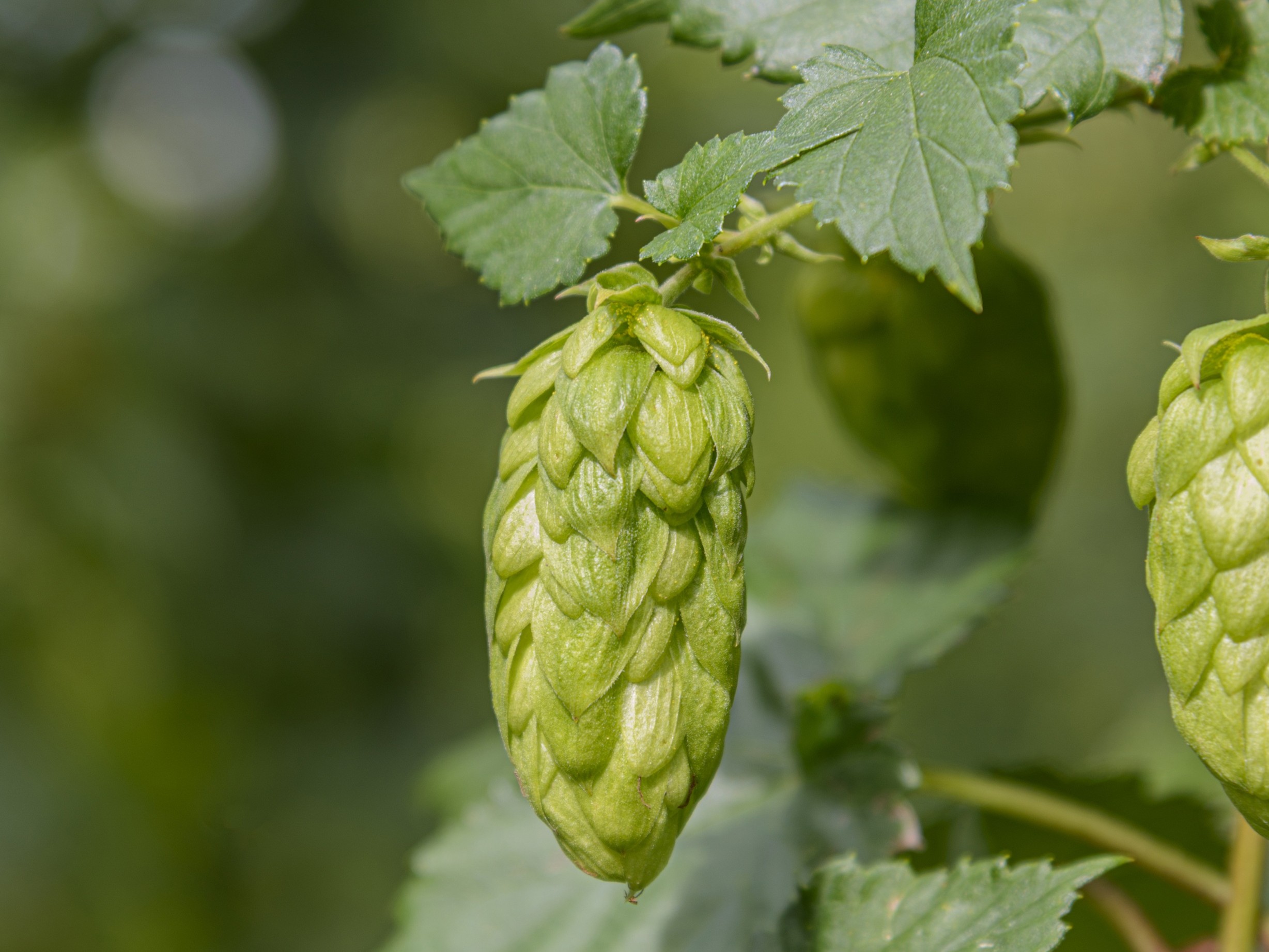 NZ Rhapzody™ hop on bine