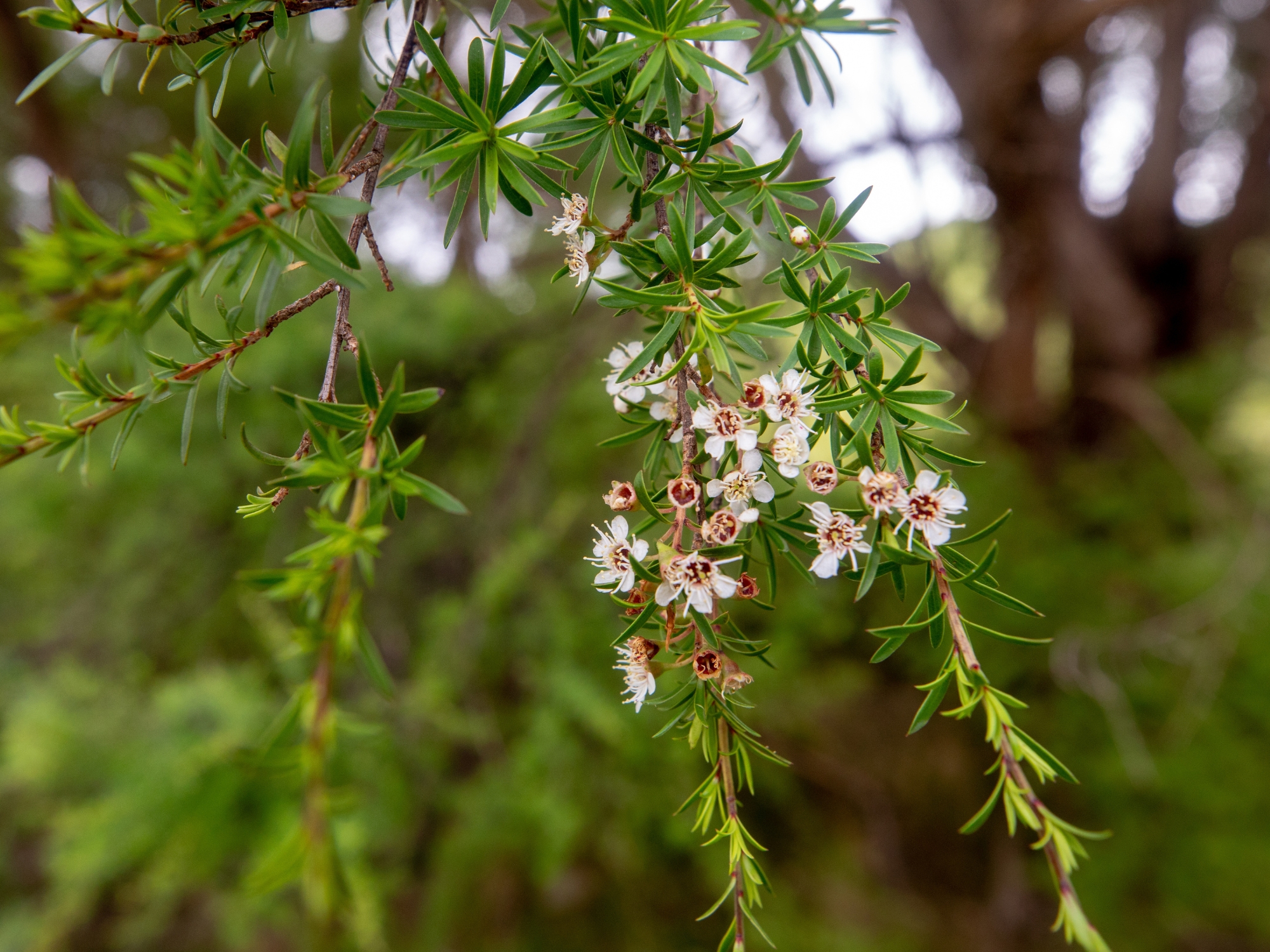 Kānuka in flower