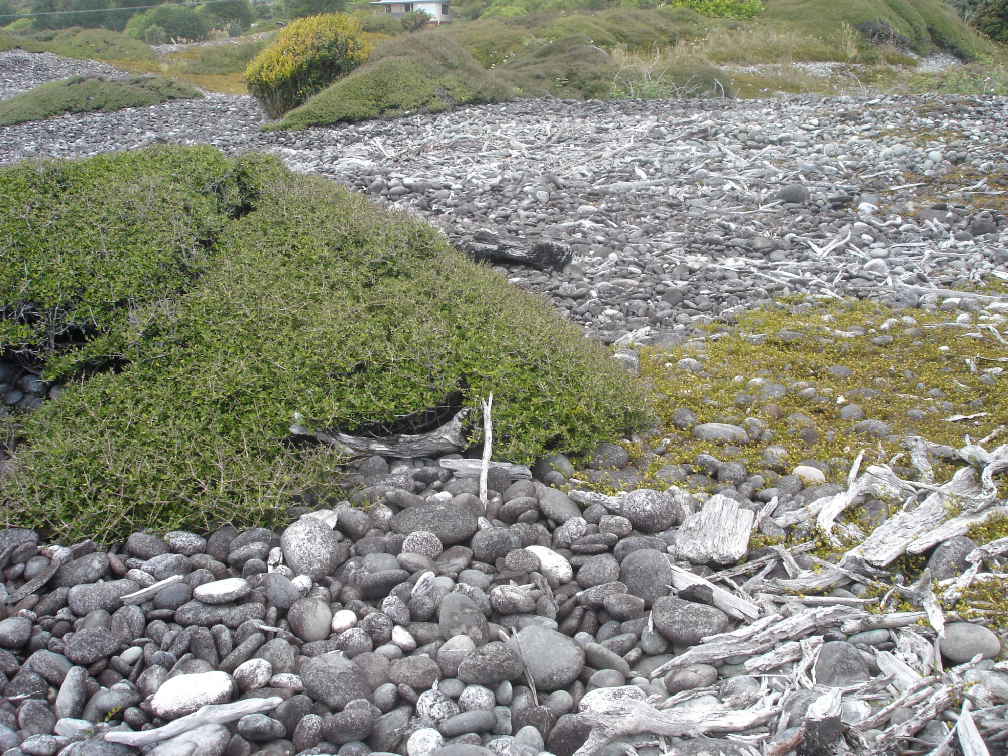 Shingle on Cobden Beach, West Coast. Image: Susan Wiser