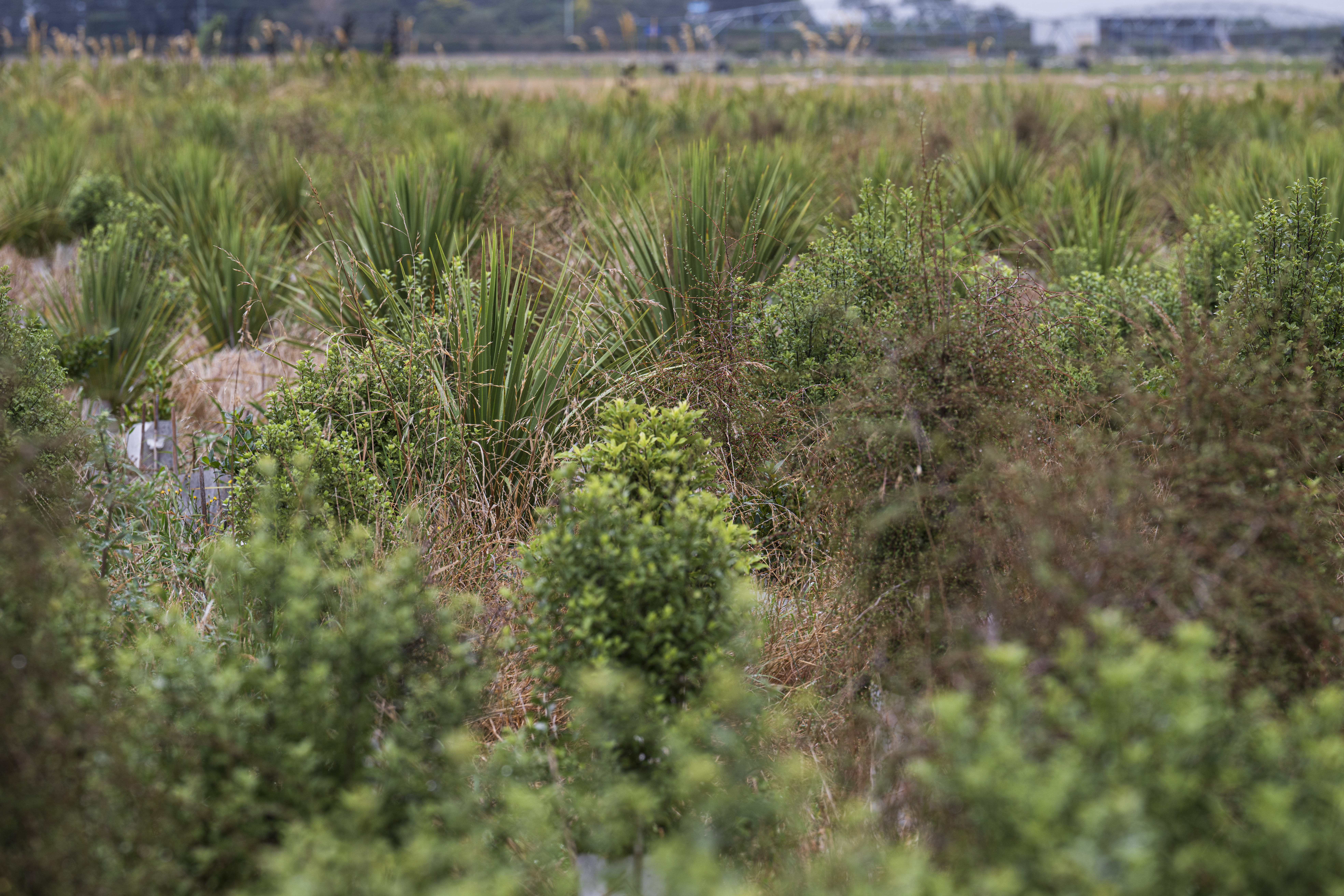 Native plantings on a farm in Canterbury