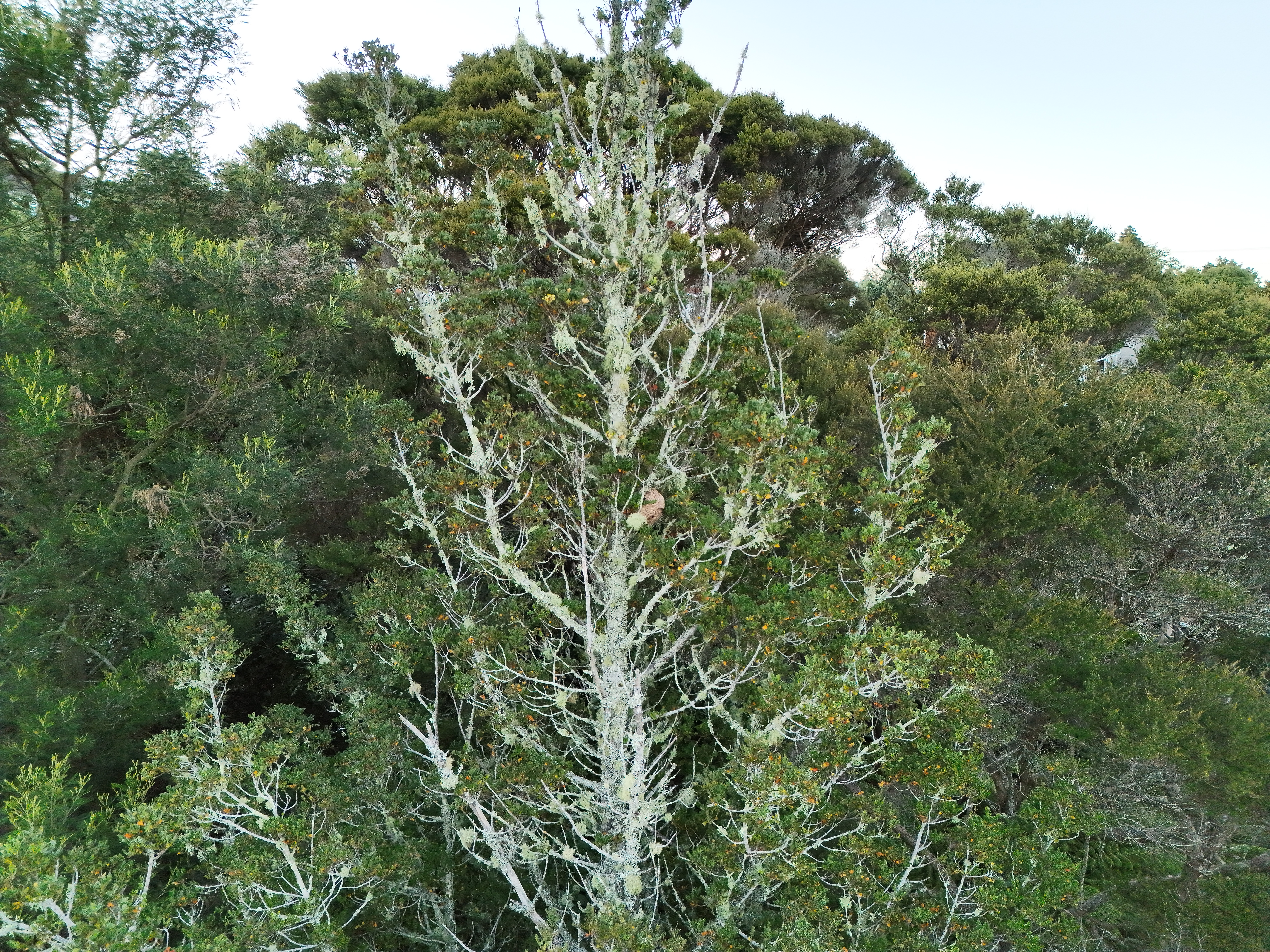 Hornet nest detected high in tree. Photo credit MPI