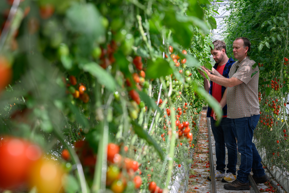 Scientists examine tomato crop as part of a glasshouse trials 
