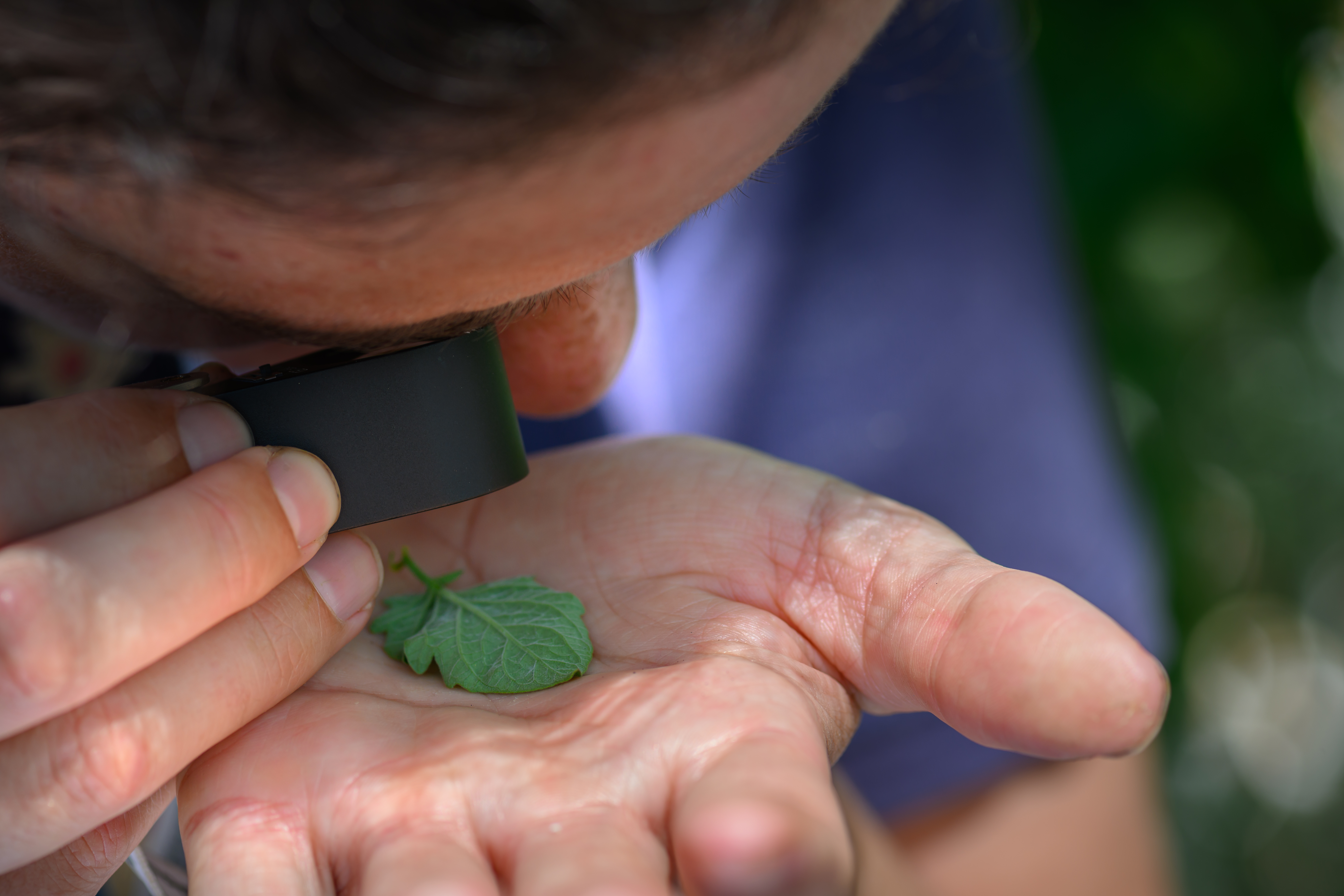 Scientists looks at whitefly on a tomato leaf