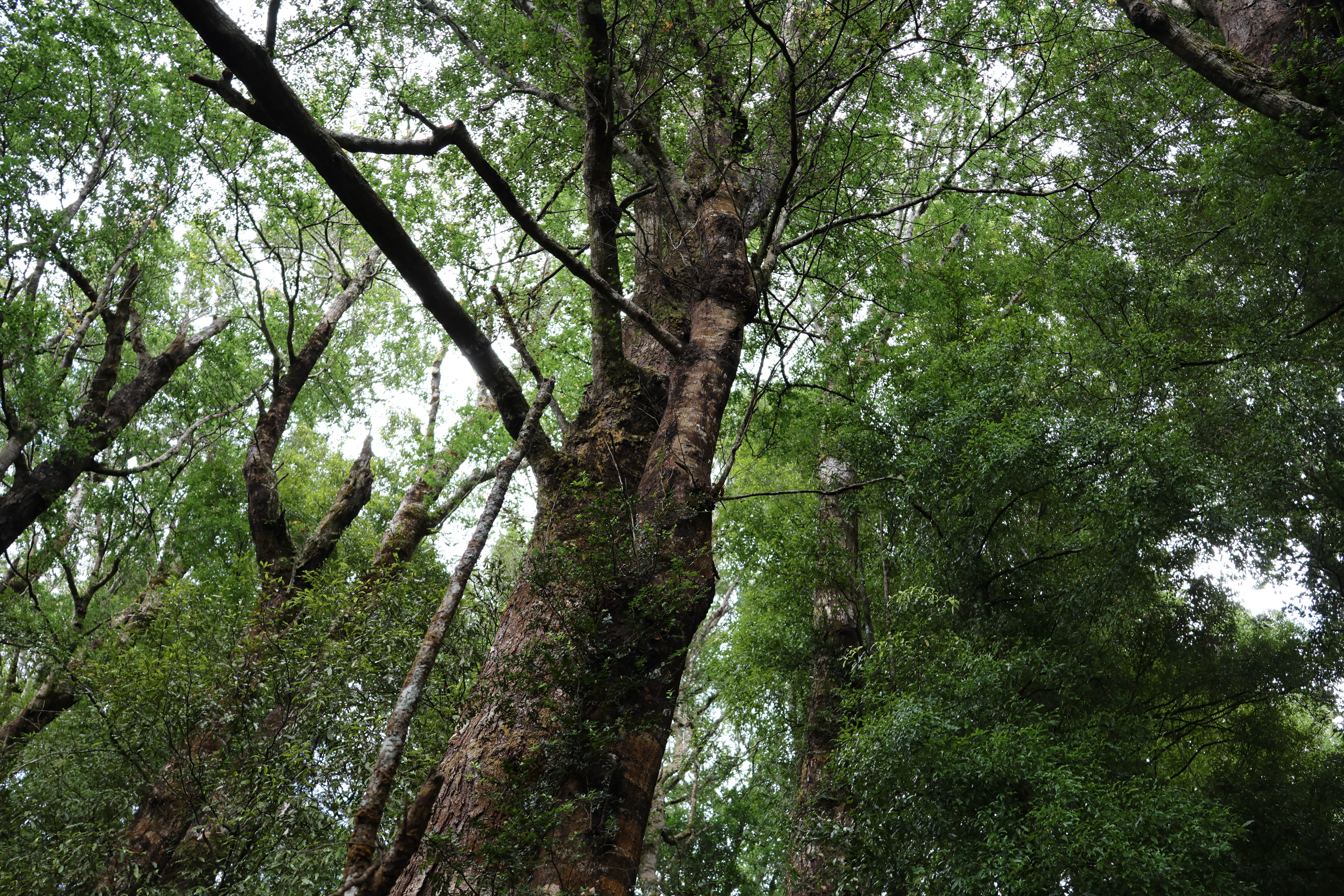 Climbing rātā (Metrosideros fulgens) in Te Urewera