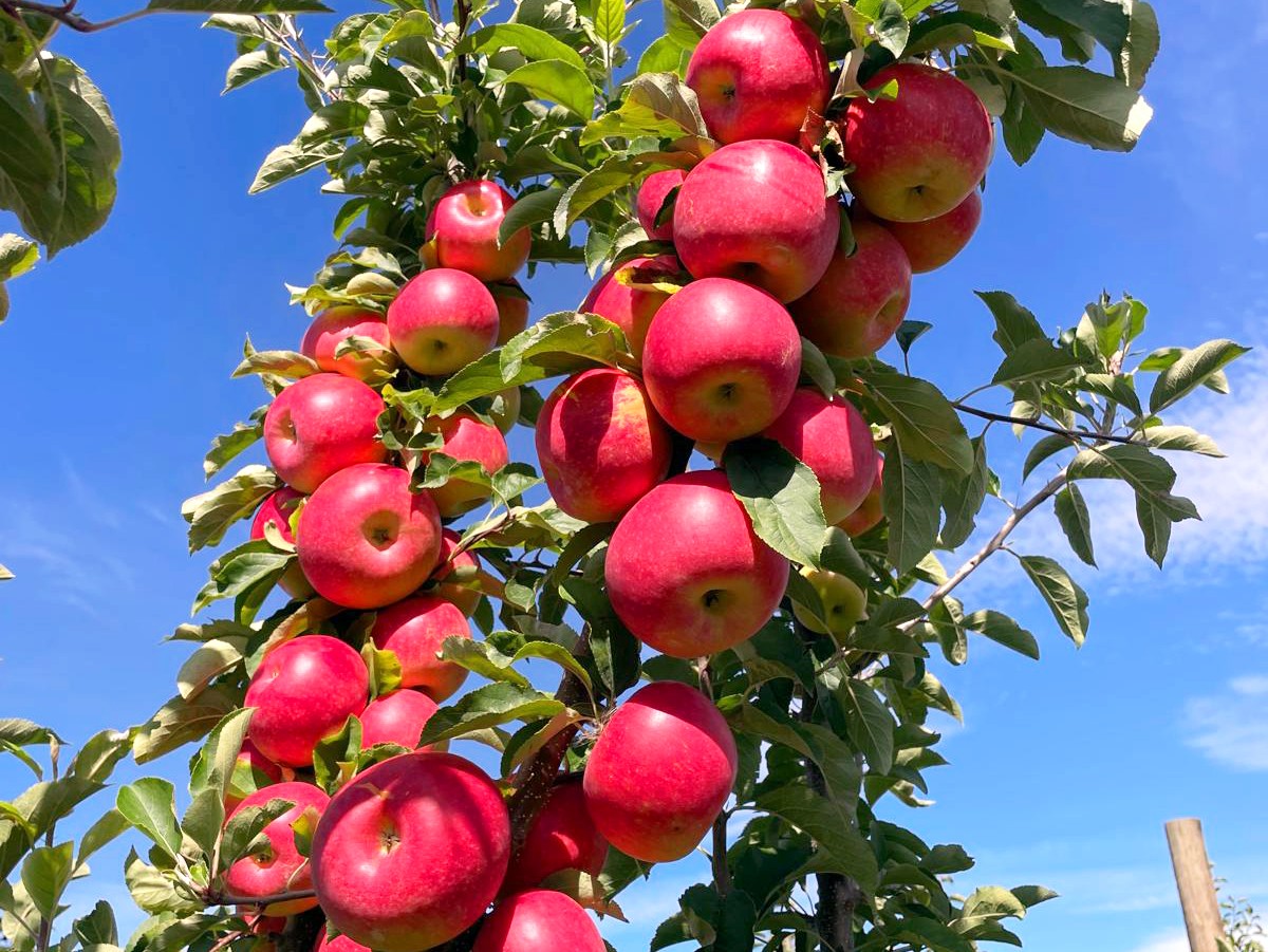 Fizz™ apples on trees