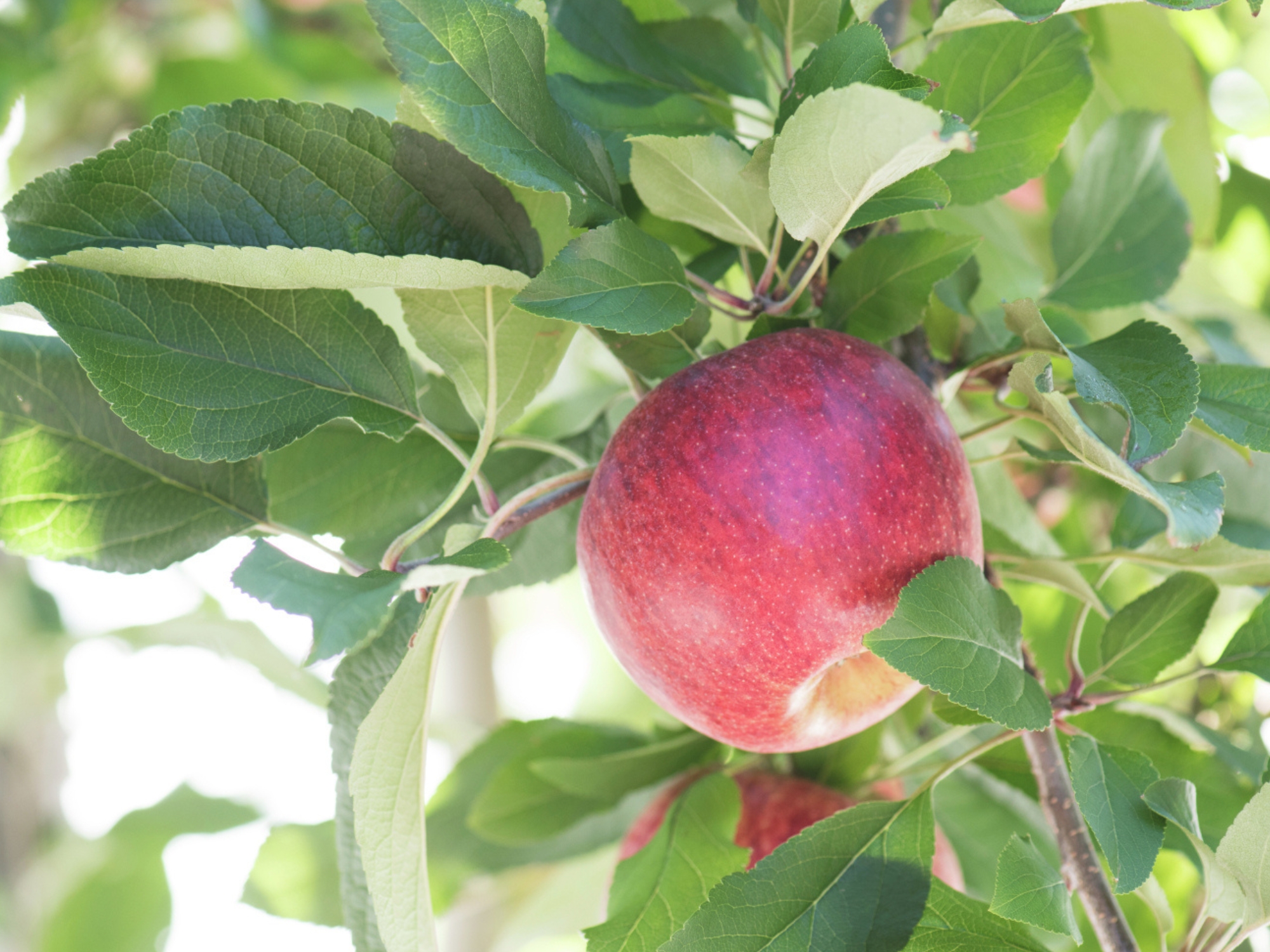 Apples on tree