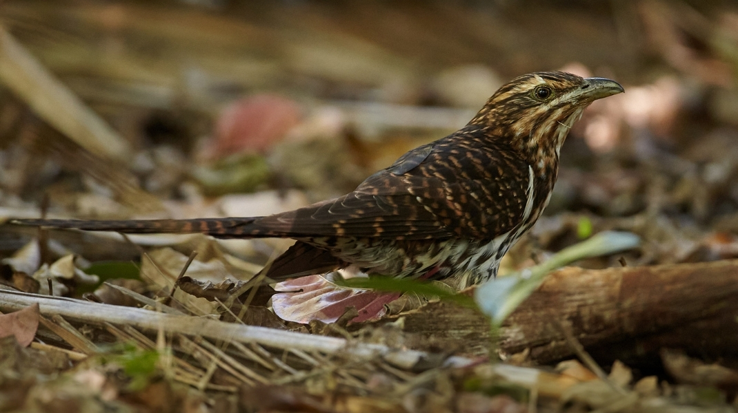 Koekoeā, or long-tailed cuckoo (Eudynamys taitensis)