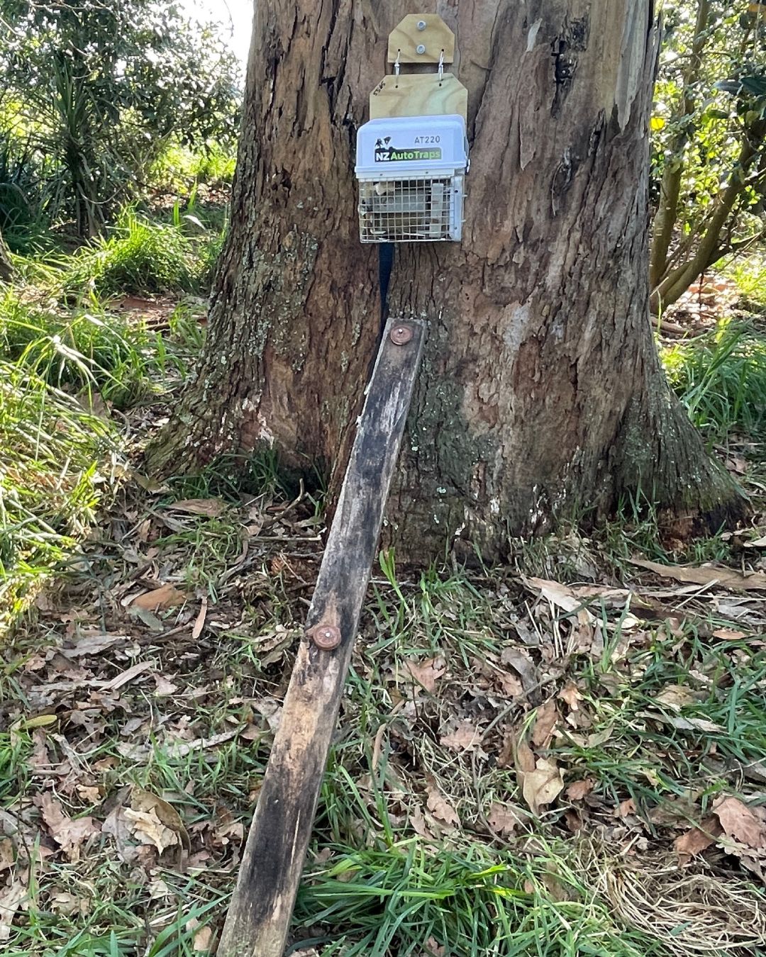 Image shows a trail of Oreos leading to the trap to lure in possums and ship rats. Image: Graham Hickling