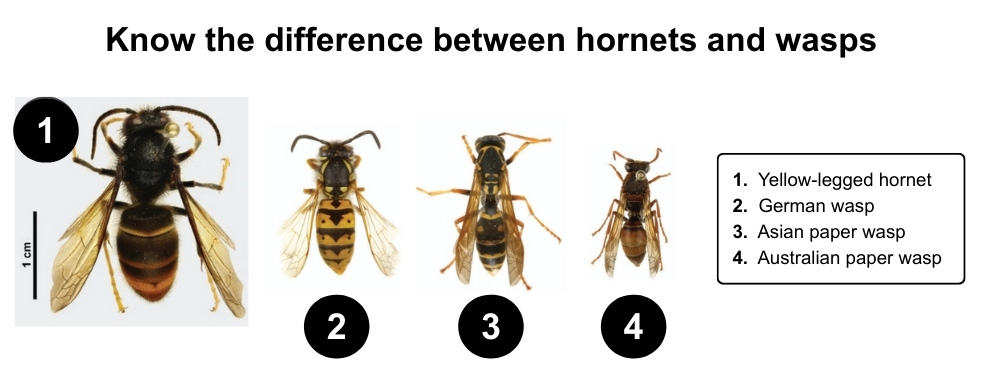 Diagram: Know the difference between hornets and wasps
