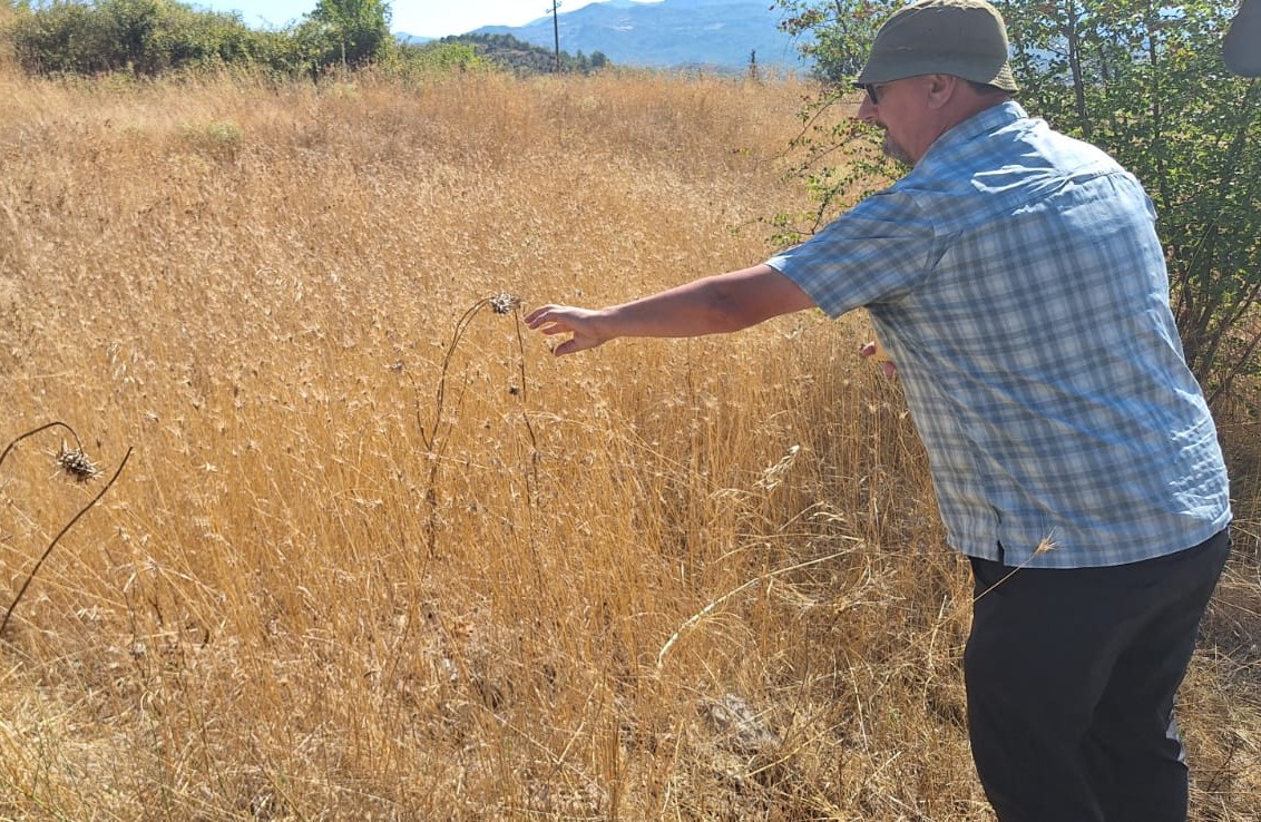 Seed hunter Zane Webber examining potential specimens during a seed collecting mission in Albania.