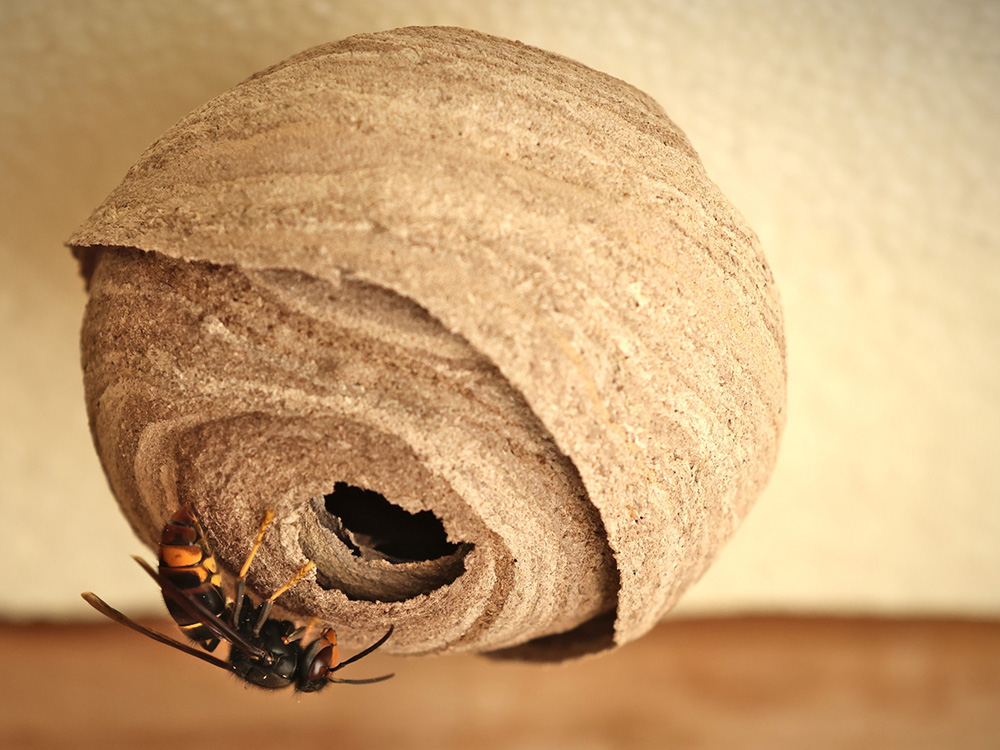 Yellow-legged hornet nest. Image: MPI