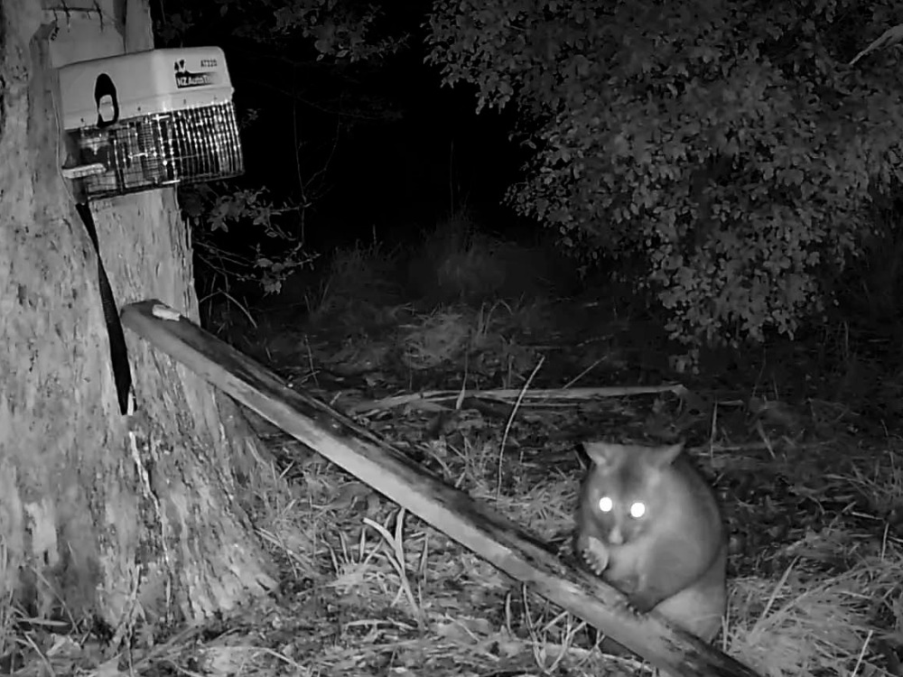 Image shows a possum snacking on the Oreo cookies. Image credit: Graham Hickling