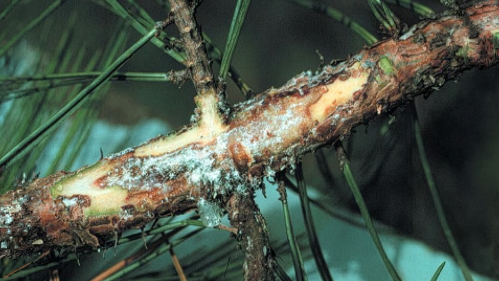 Science tools are keeping pathogens such as pine pitch canker out of New Zealand