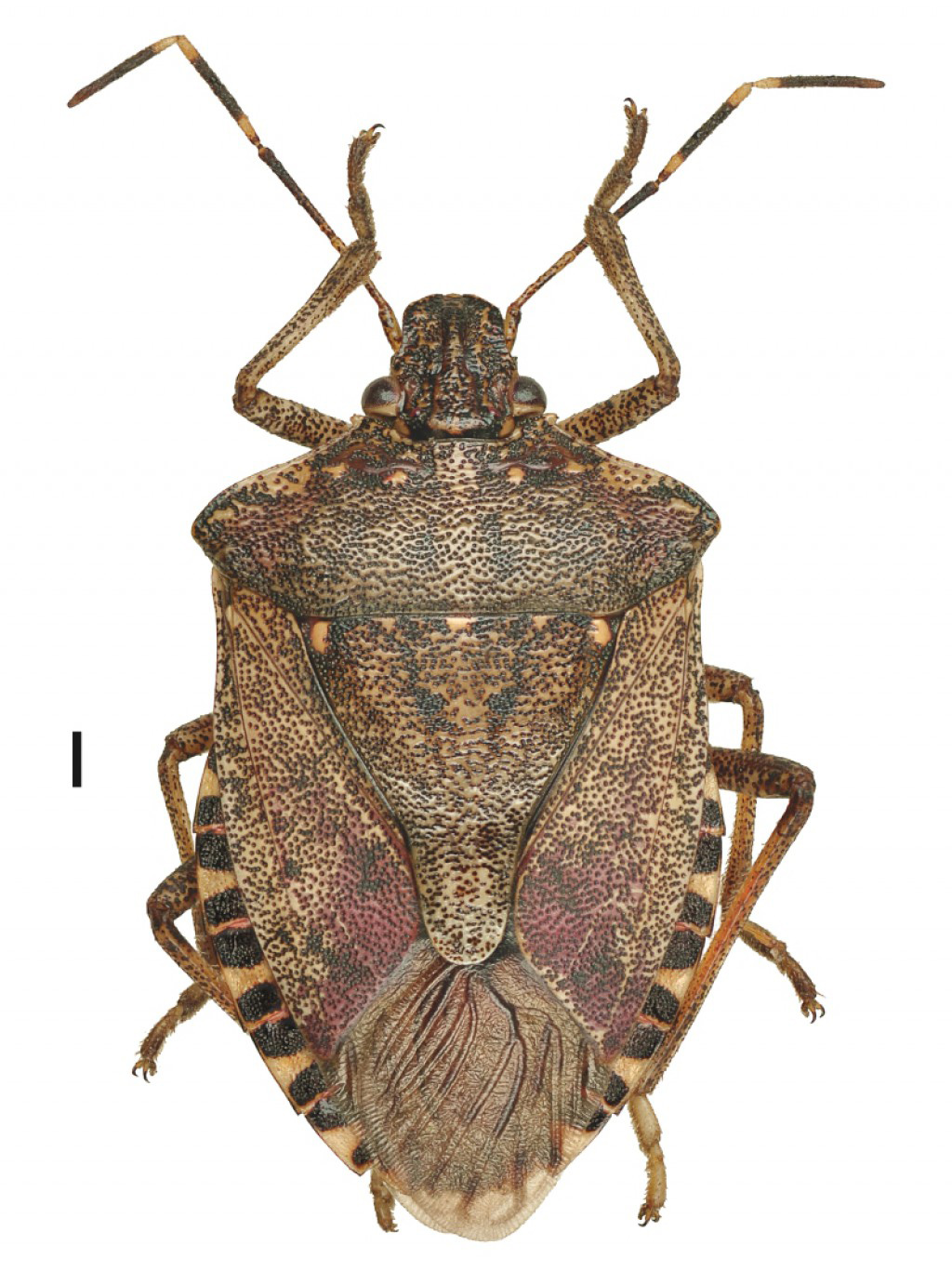 Brown marmorated stink bug, Halyomorpha halys