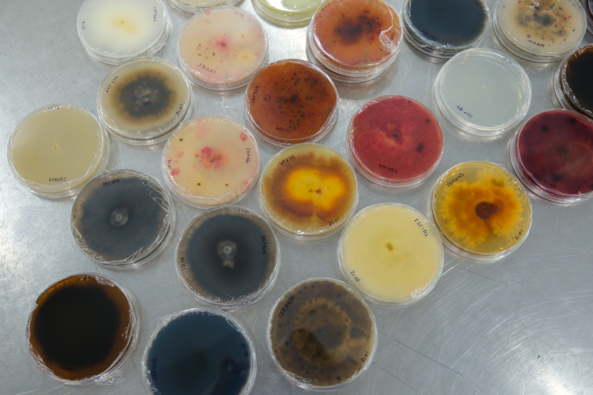 Fungal specimens on petri plates on a laboratory bench.